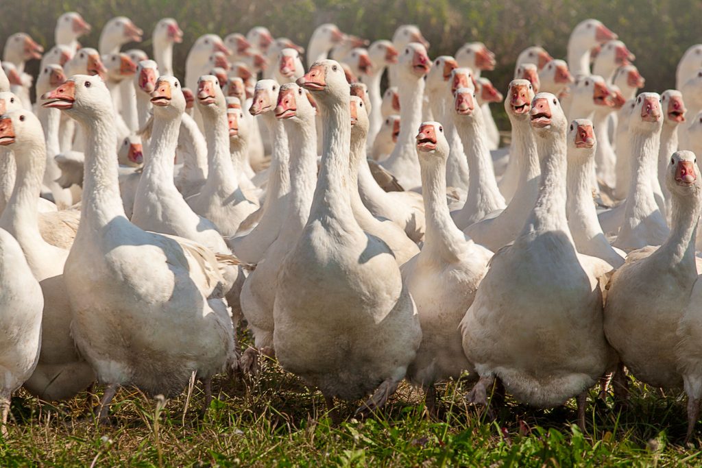 Campaña para promover el pato y el ganso polacos en el mercado de la UE